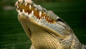 Crocodile and Reptile Park