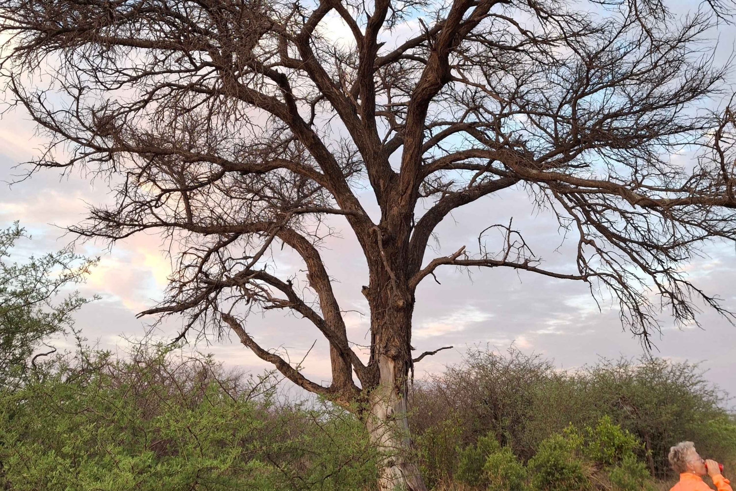 Dinokeng Safari with Transfer