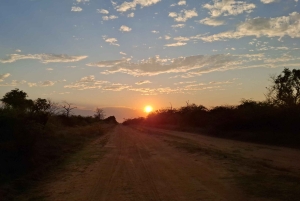 Dinokeng Safari with Transfer