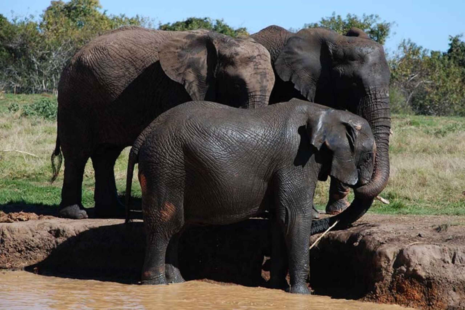 Santuarium słoni i małp z wycieczką do Parku Lwa