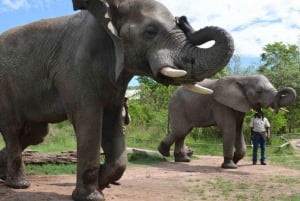 Elefanten- und Affengehege mit Löwenpark-Tour