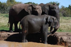 Elefanten- und Affengehege mit Löwenpark-Tour
