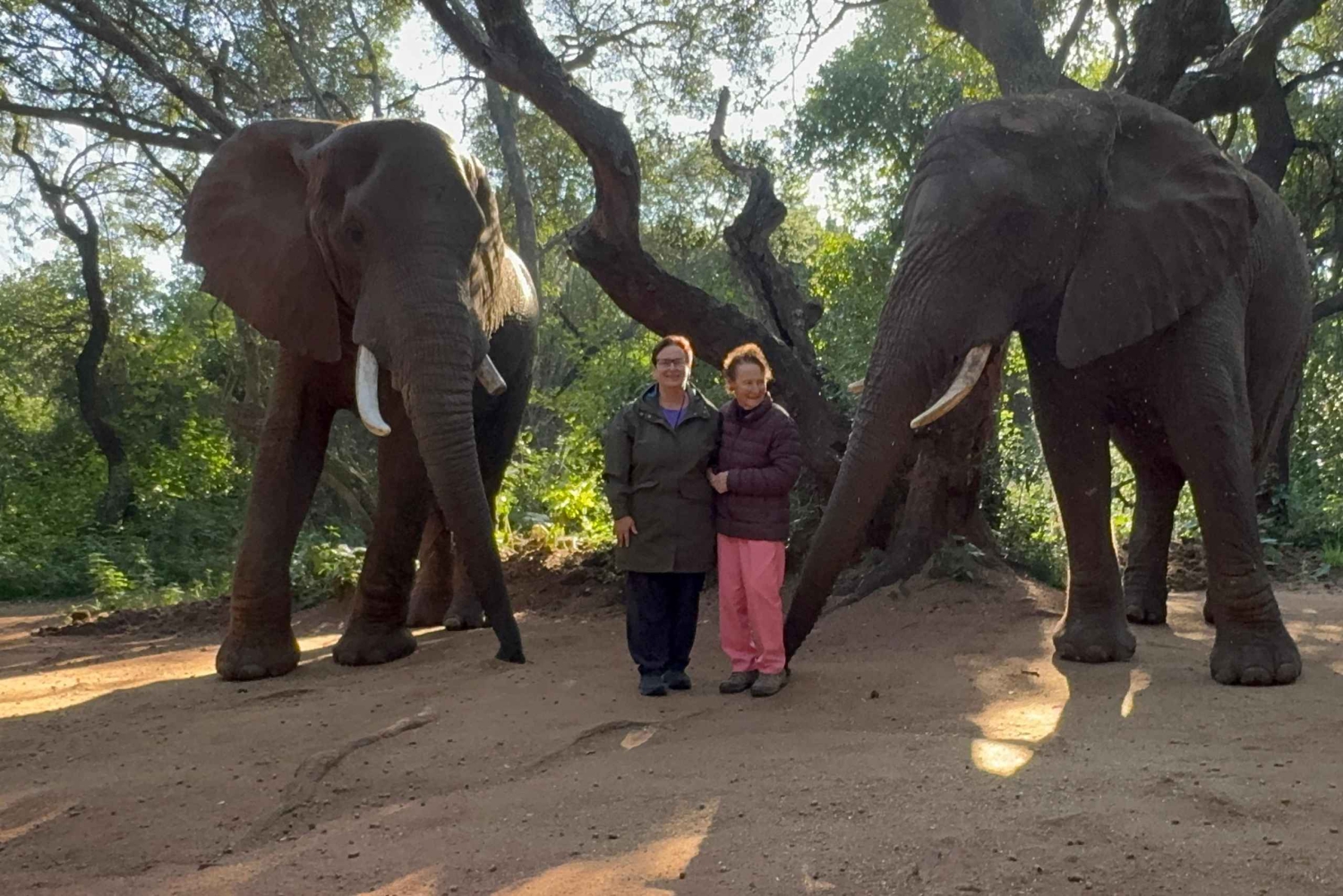 Excursión al Santuario de Elefantes desde Johannesburgo