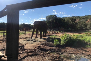 Tur til elefantreservat fra Johannesburg