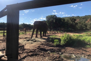 Elephant Sanctuary Tour from Johannesburg