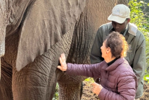 Elephant Sanctuary Tour from Johannesburg