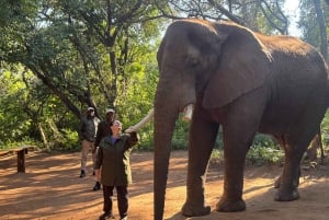 Elephant Sanctuary Tour from Johannesburg