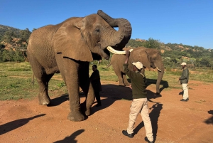 Elephant Sanctuary Tour from Johannesburg