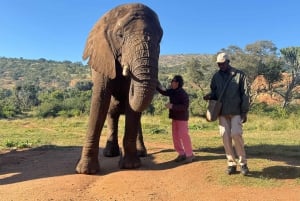 Elephant Sanctuary Tour from Johannesburg