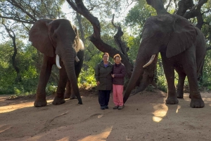 Excursión al Santuario de Elefantes desde Johannesburgo
