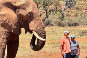 Excursión al Santuario de Elefantes desde Johannesburgo