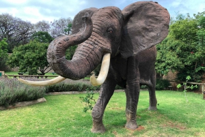 Excursión al Santuario de Elefantes desde Johannesburgo
