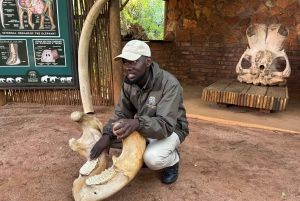 Excursión al Santuario de Elefantes desde Johannesburgo