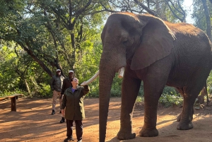 Excursión al Santuario de Elefantes desde Johannesburgo