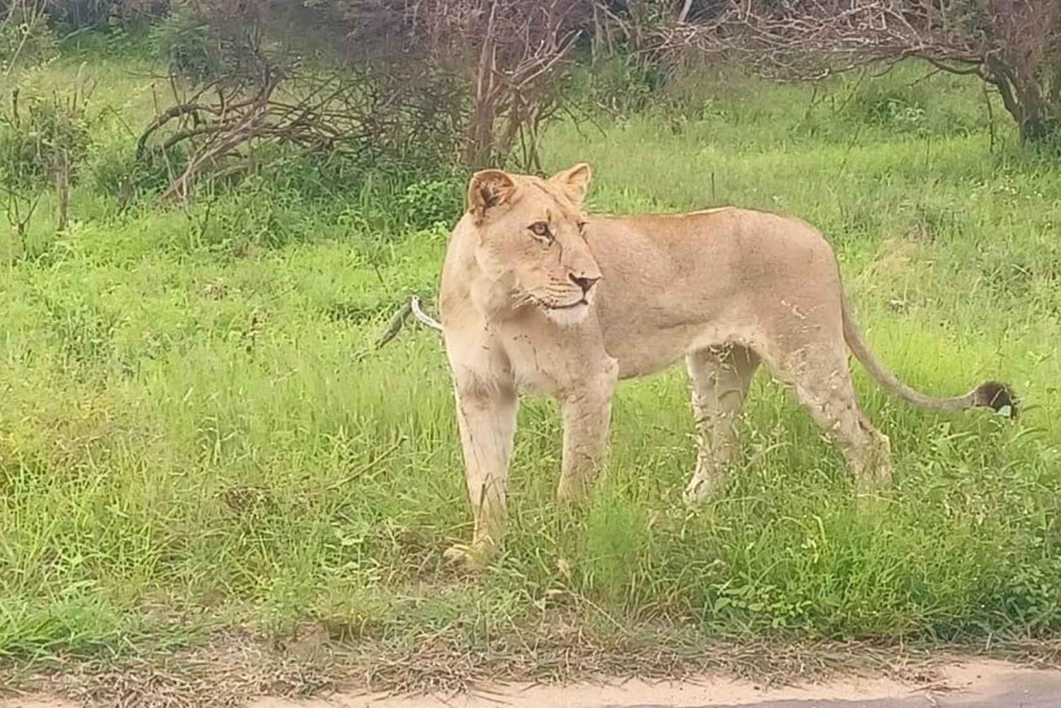 Entdecke den Krüger Park & Sabi Sands für 4 Tage & 3 Nächte