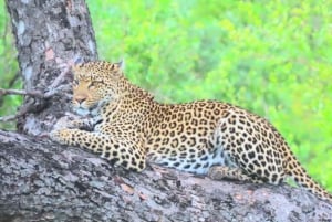 Explore Kruger Park & Sabi Sands for 4 Days & 3 Nights