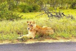 Explore Kruger Park & Sabi Sands for 4 Days & 3 Nights