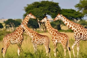 Da Città del Capo: tour di 10 giorni a Johannesburg attraverso la Garden Route