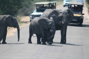 Fra Cape Town: 3 dagers Kruger-safari og Panoramarute-tur