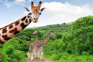 Kapkaupungista: Krugerin kansallispuisto 2 päivän safarimatka