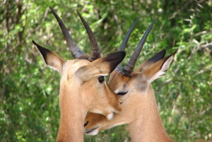 Kapkaupungista: Krugerin kansallispuisto 2 päivän safarimatka
