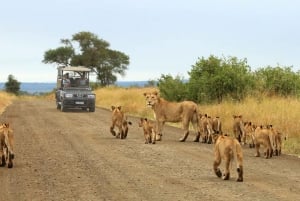 Fra Cape Town: 2-dages safari i Kruger National Park