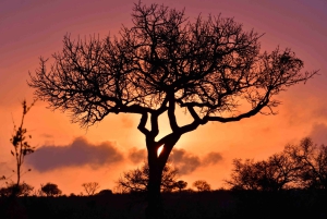 Da Città del Capo: safari di 2 giorni al Kruger National Park