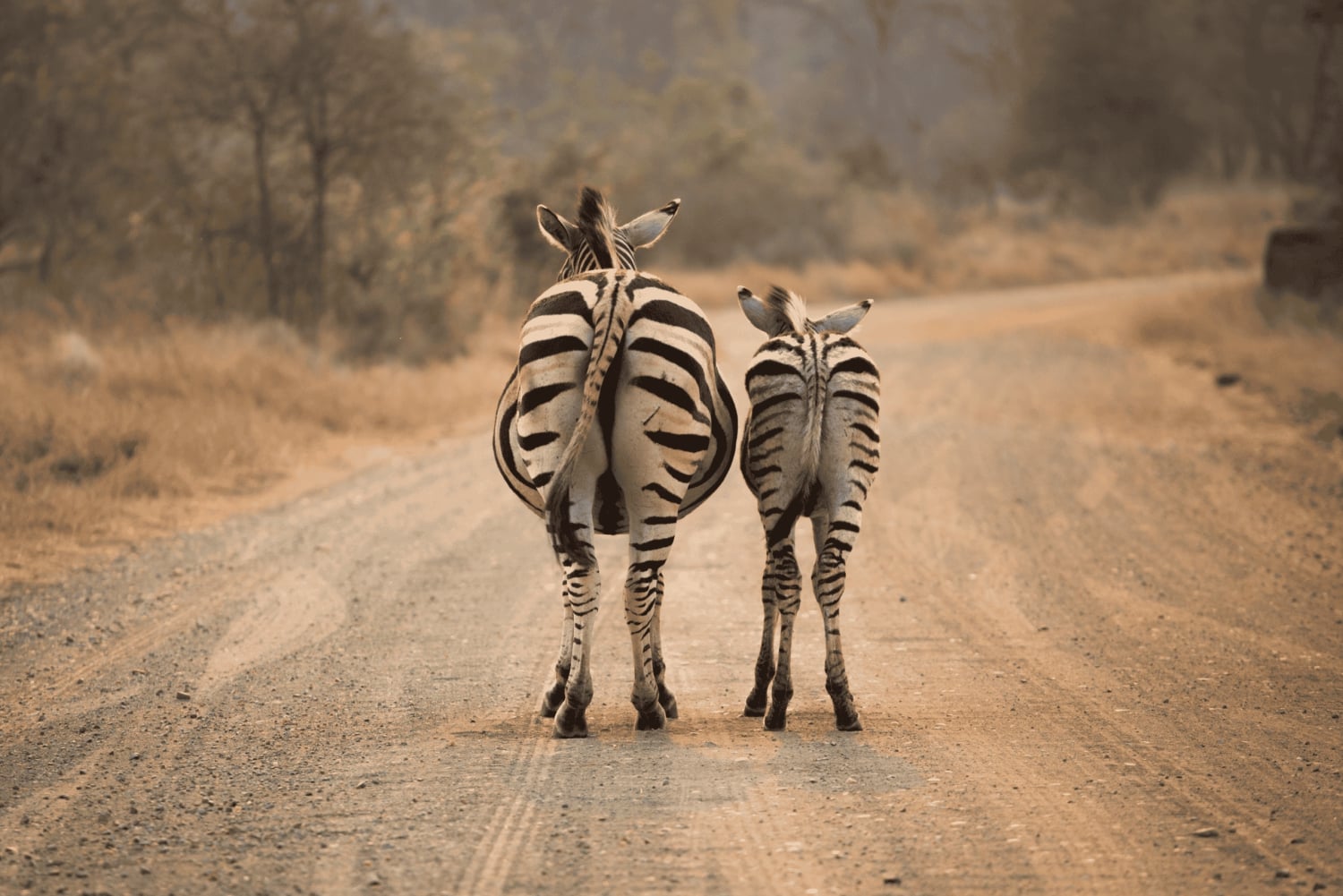 Du Cap à Kruger : 3 jours de safari dans le parc Kruger