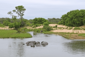 Fra Cape Town til Kruger: 3-dagers safaritur i Krugerparken