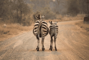 Fra Cape Town til Kruger: 3-dagers safaritur i Krugerparken