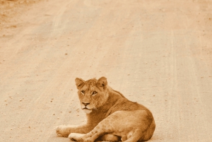 Fra Cape Town til Kruger: 3-dagers safaritur i Krugerparken