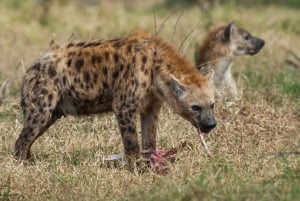 Fra Cape Town til Kruger: 3-dages safaritur i Krugerparken