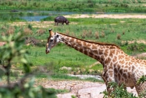 Fra Cape Town til Kruger: 3-dages safaritur i Krugerparken