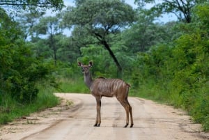Fra Cape Town til Kruger: 3-dages safaritur i Krugerparken