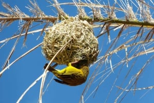 Vanuit Kaapstad: 12-daagse tour naar Johannesburg met overnachting