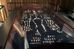 From Johannesburg: Cradle of Humankind and Lion Safari