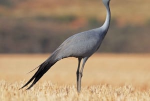 Von Johannesburg: 12-tägige Safari nach Kapstadt über Durban