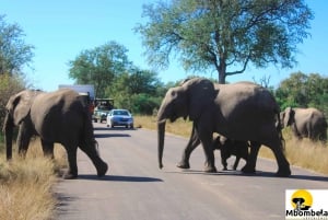 From Johannesburg: 2-Day Kruger National Park Tented Safari