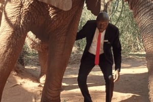 Privat fra Johannesburg: 2 timers elefantinteraksjon