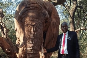 Privat fra Johannesburg: 2 timers elefantinteraksjon