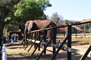 Privat fra Johannesburg: 2 timers elefantinteraksjon