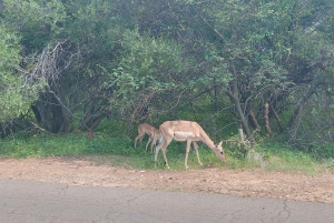 From Johannesburg: 3 Day Kruger National Park Safari