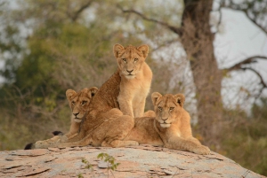 Fra Johannesburg: 3-dagers safari i Kruger nasjonalpark