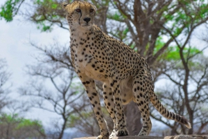 Fra Johannesburg: 3-dages safari i Kruger Nationalpark