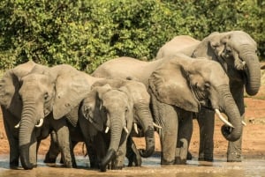 Vanuit Johannesburg: 3-Daagse Kruger National Park Safari