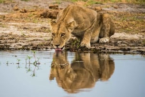 Johannesburgista: Krugerin kansallispuiston 3-päiväinen safari