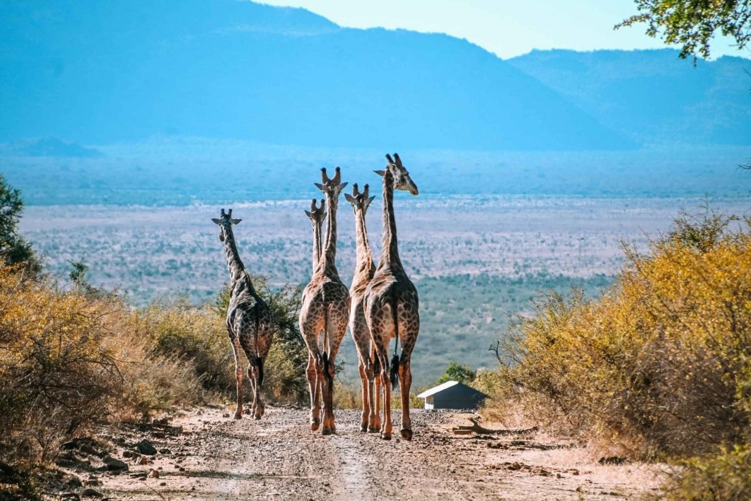 From Johannesburg : 4 Day Madikwe Reserve Luxury Safari