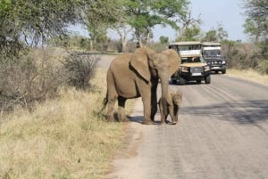 Johannesburgista: Kruger 3 päivän safari: 5 päivää-Joburg ja Kruger 3 päivän safari
