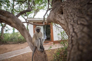 Johannesburgista: 6 päivän klassinen Krugerin kansallispuiston safari