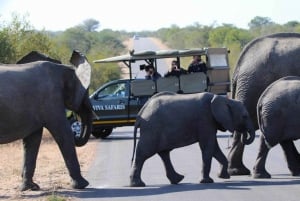 De Joanesburgo: Safári clássico de 6 dias no Parque Nacional Kruger